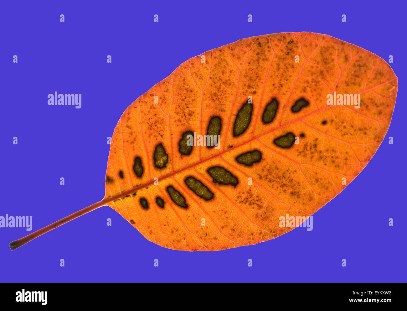 Perueckenstrauch,, Cotinus coggygria, Herbstfaerbung, Foto Stock