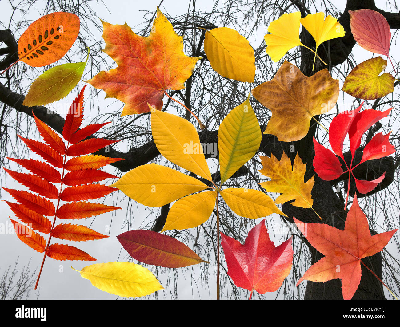 Herbstblaetter; bunt; leuchtend; Blatt; Blaetter; Foto Stock