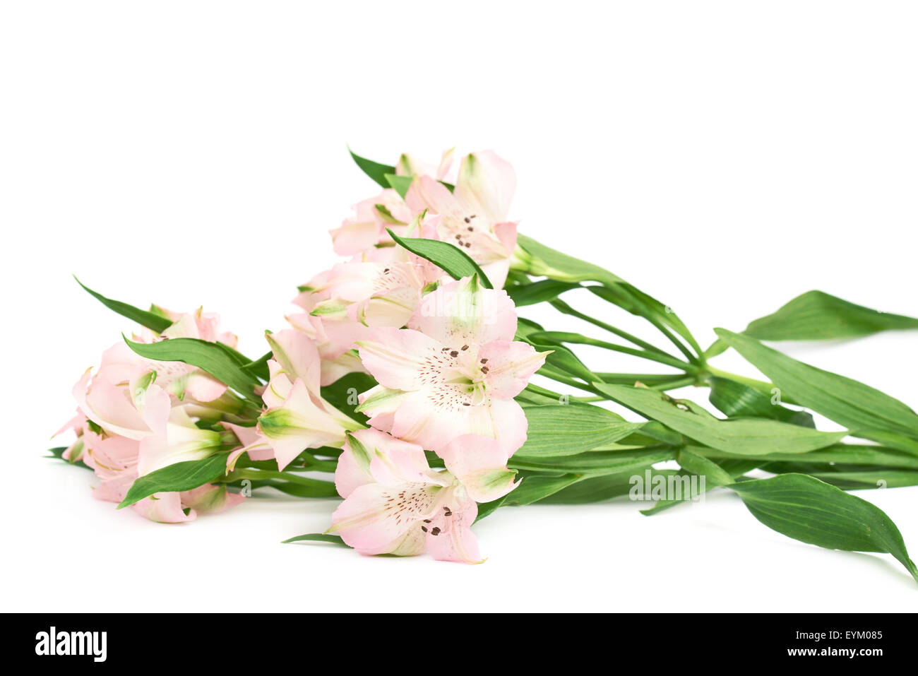 Pila di fiori alstroemeria Foto Stock