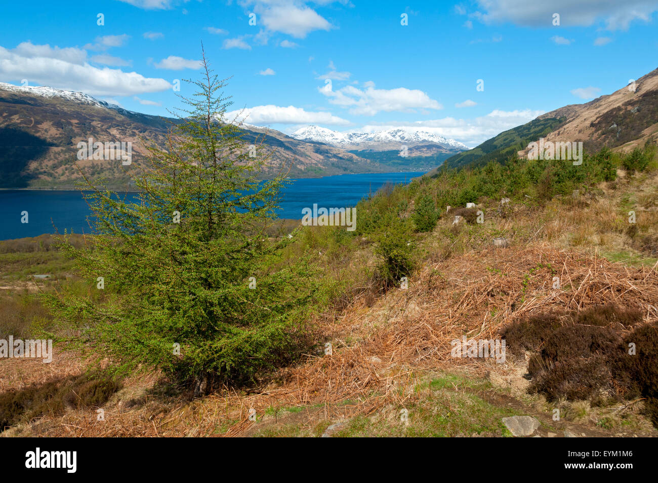 Loch Lomond, guardando a nord di Ben Lomond percorso, Stirlingshire, Scotland, Regno Unito Foto Stock