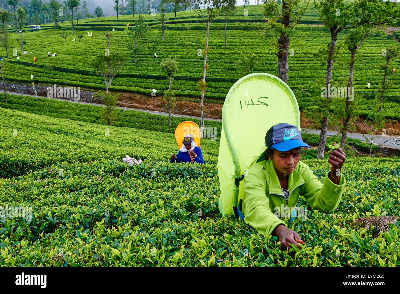 Sri Lanka, Ceylon, provincia centrale, Haputale, piantagione di tè nelle Highlands vicino Lipton della Seat, donne tamil raccoglitrice di tè pickin Foto Stock