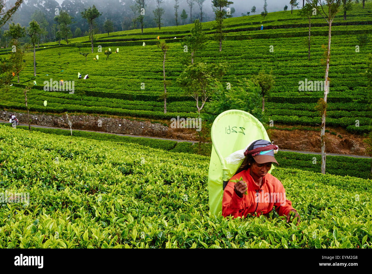 Sri Lanka, Ceylon, provincia centrale, Haputale, piantagione di tè nelle Highlands vicino Lipton della Seat, donne tamil raccoglitrice di tè pickin Foto Stock