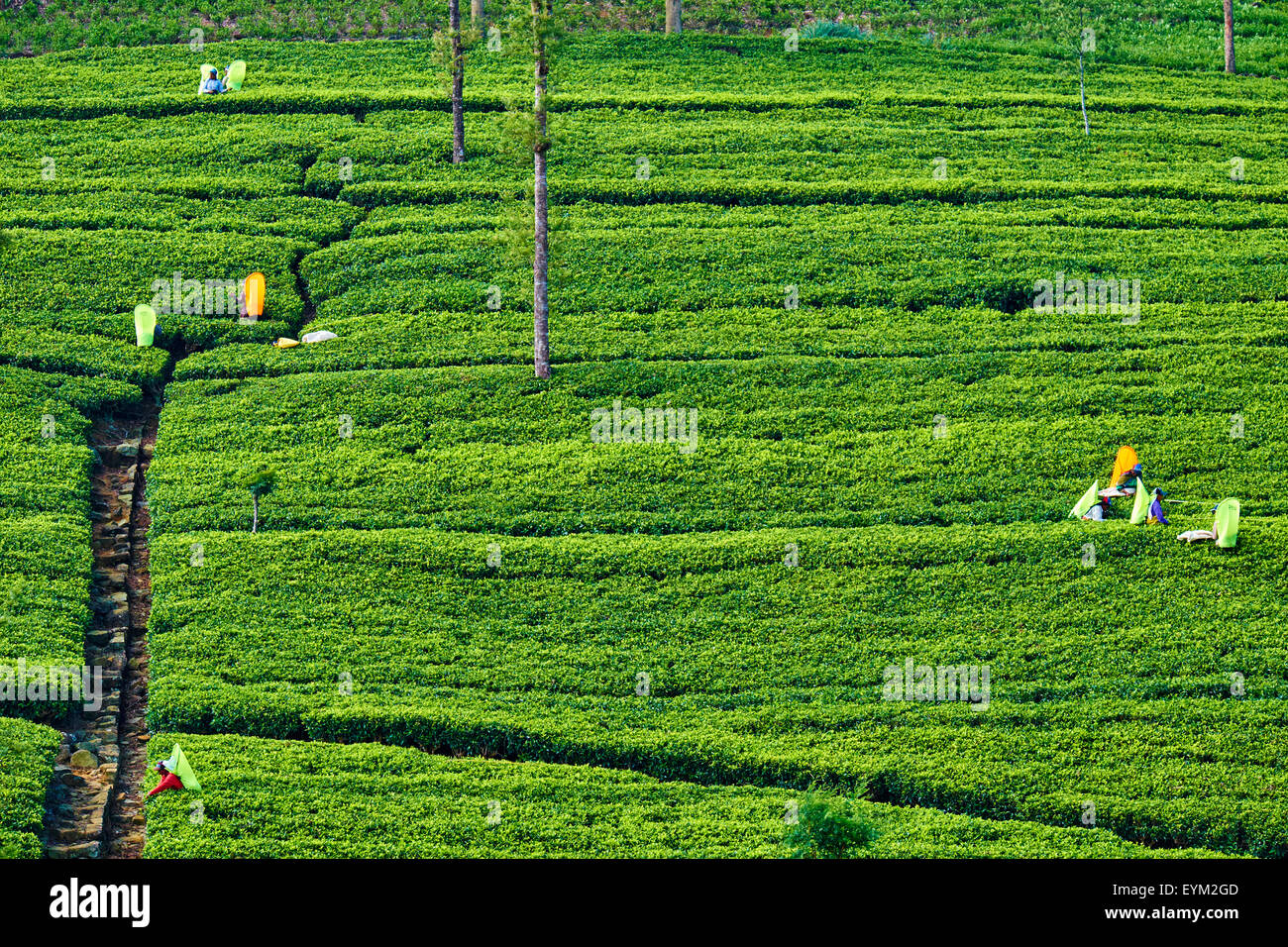 Sri Lanka, Ceylon, provincia centrale, Haputale, piantagione di tè nelle Highlands vicino Lipton della Seat, donne tamil raccoglitrice di tè pickin Foto Stock