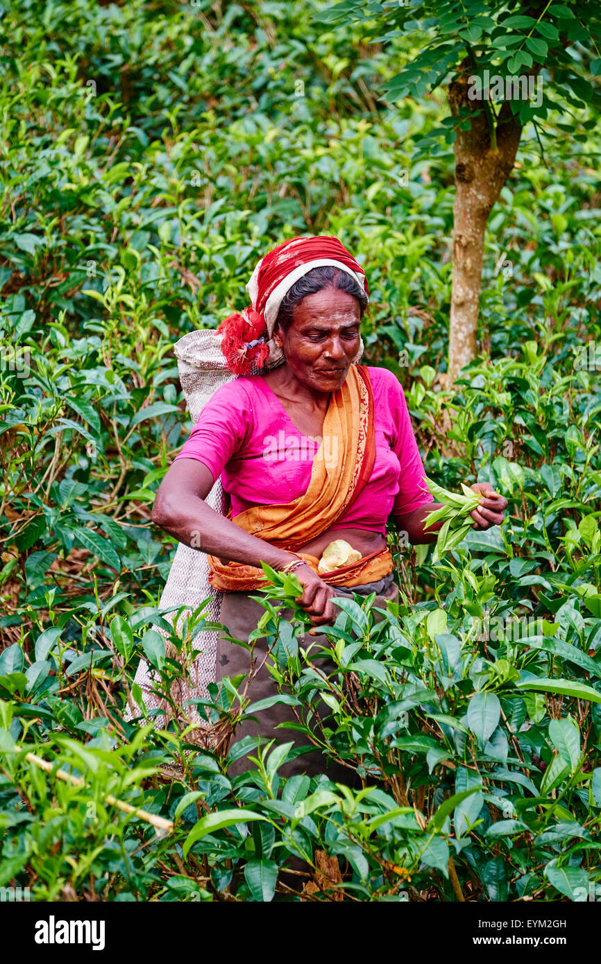 Sri Lanka, Ceylon, provincia centrale, Haputale, piantagione di tè nelle Highlands, donne tamil raccoglitrice di tè prelevare le foglie di tè Foto Stock