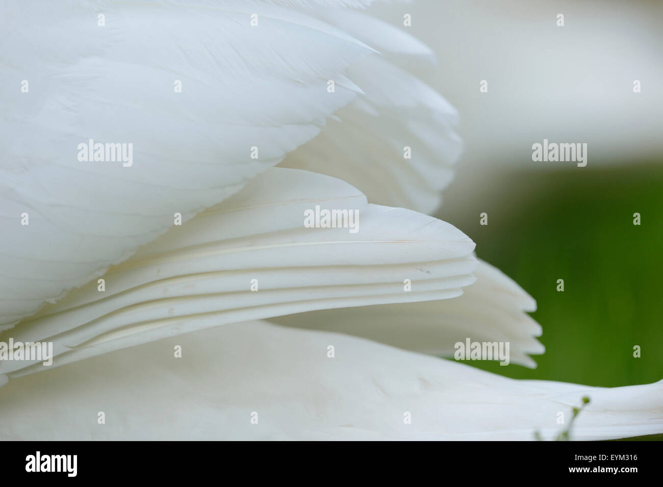 Piumaggio di un cigno, Cygnus olor, Foto Stock Piumaggio di un cigno, Cygnus olor, Foto Stock
