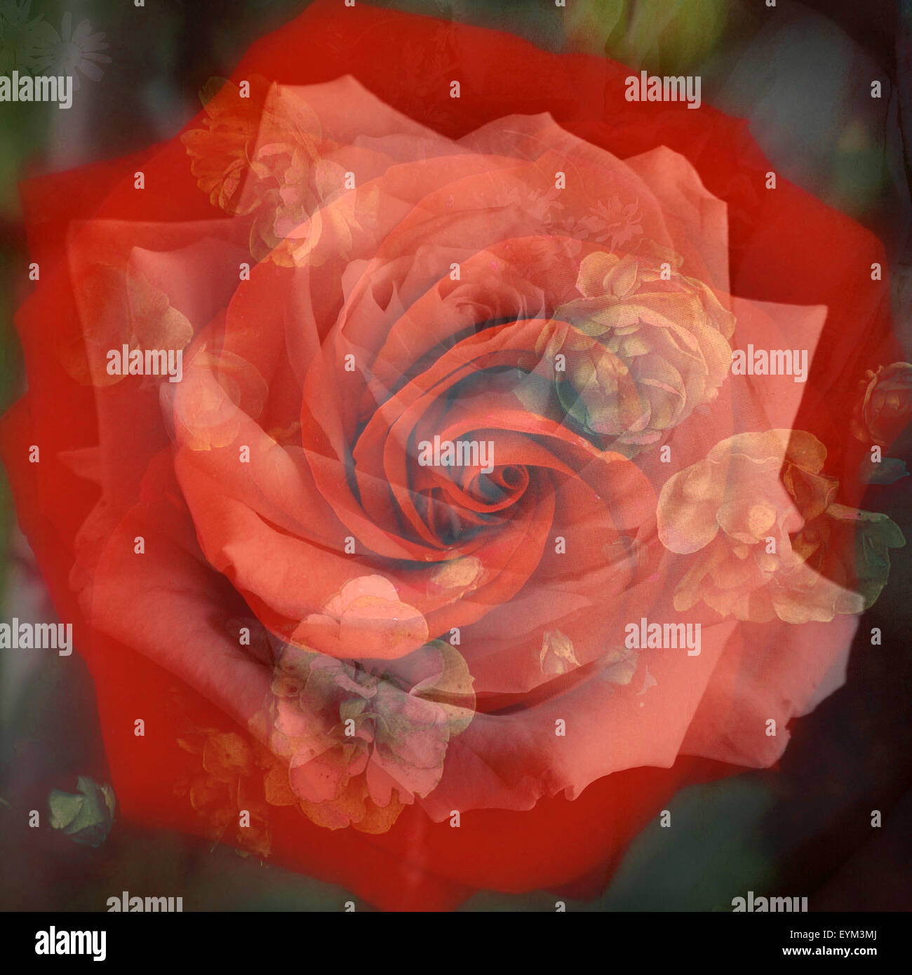 La composizione di una rosa rossa con fiori di colore bianco infront di sfondo nero, Foto Stock