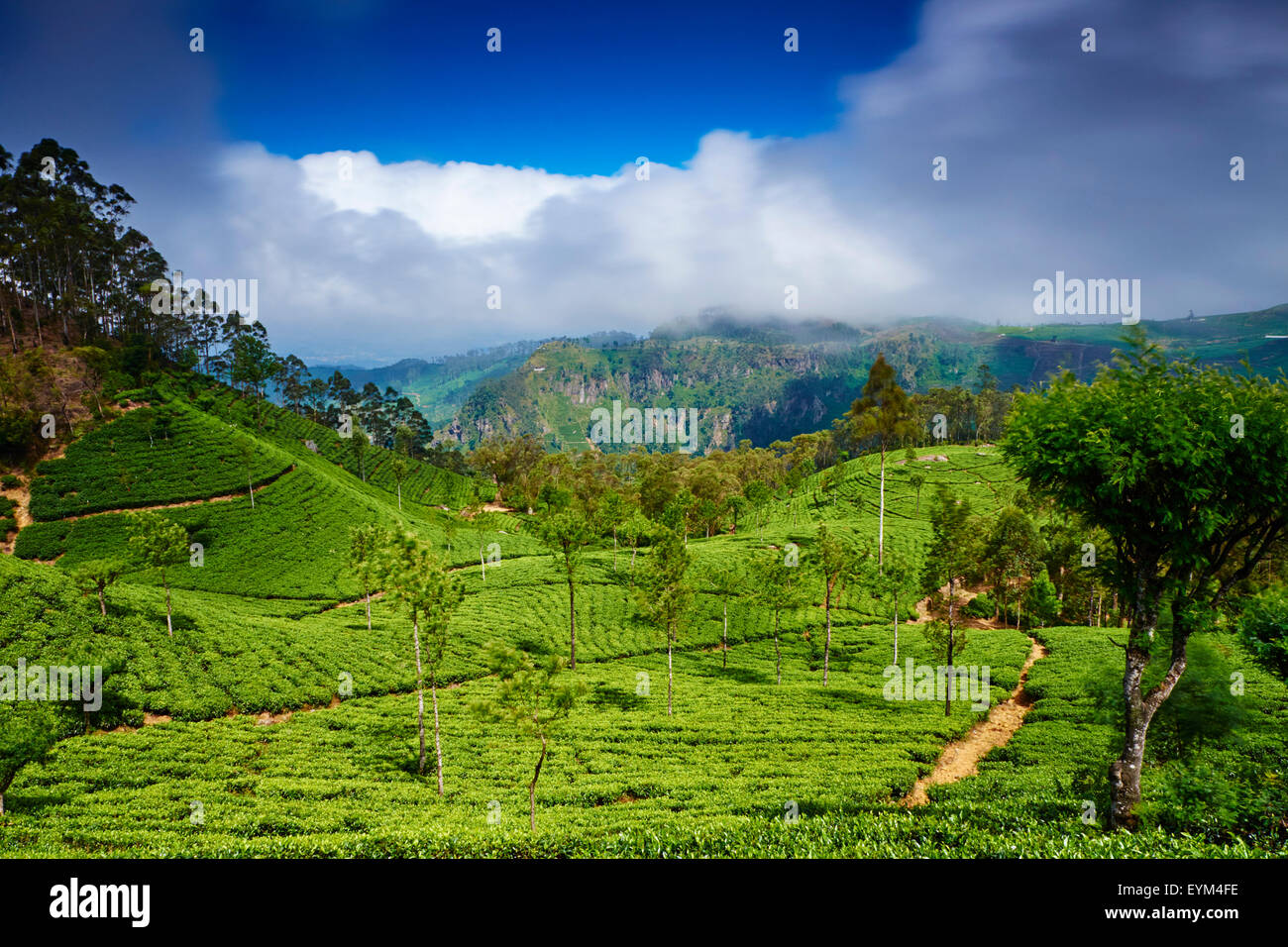 Sri Lanka, Ceylon, provincia centrale, Haputale, piantagione di tè nelle Highlands, Lipton del posto di guida Foto Stock