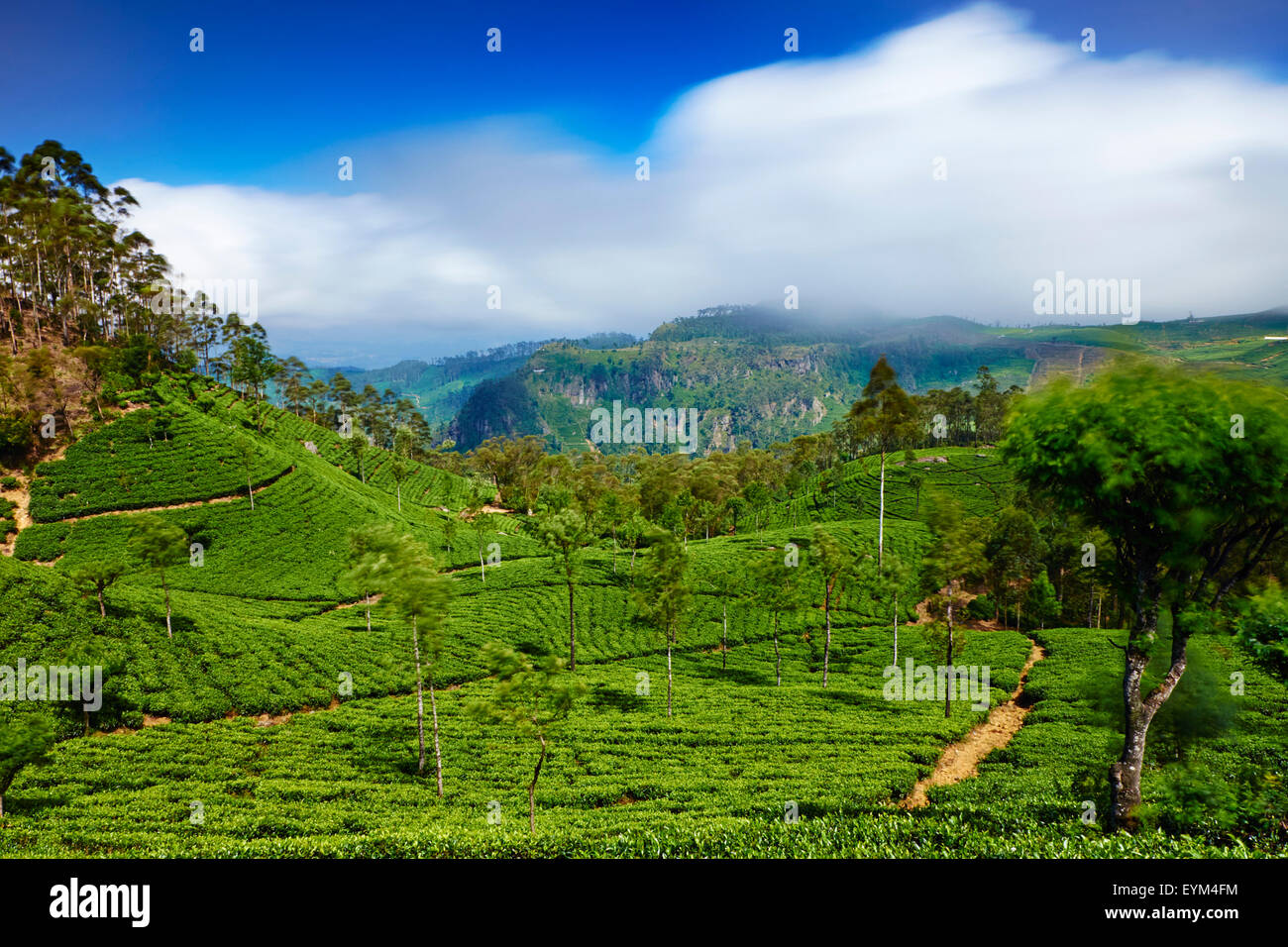 Sri Lanka, Ceylon, provincia centrale, Haputale, piantagione di tè nelle Highlands, Lipton del posto di guida Foto Stock