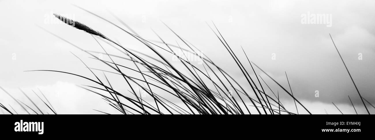 Erba di dune, sky, in bianco e nero, formato panoramico, Foto Stock