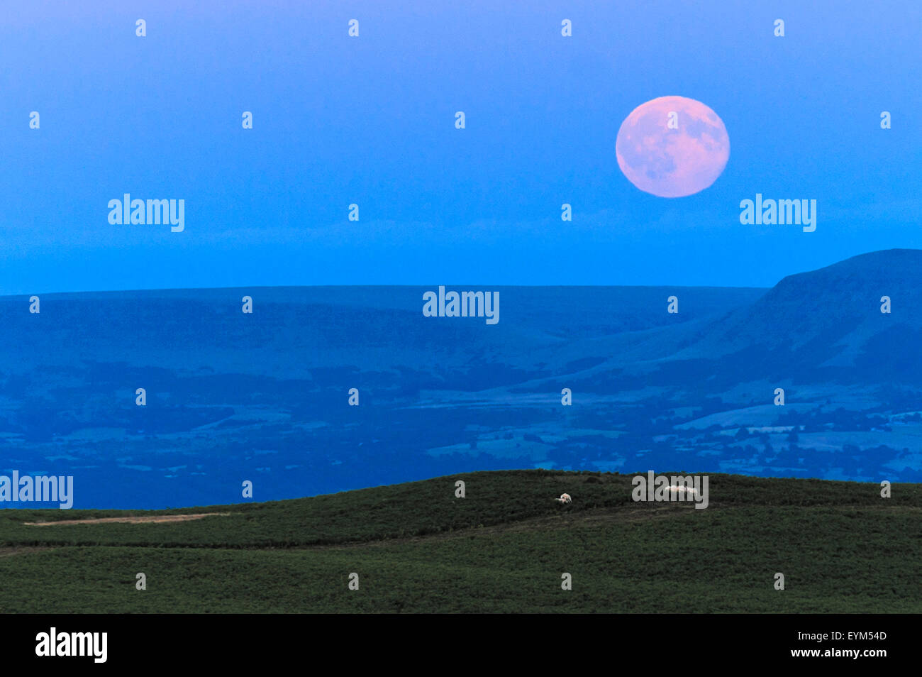 Mynydd Epynt, Powys, Regno Unito. Il 23 luglio 2015. Un "Blue Moon" sorge sopra il Mynydd Epynt alta brughiera in Galles Centrale. Credito: Graham M. Lawrence/Alamy Live News. Foto Stock