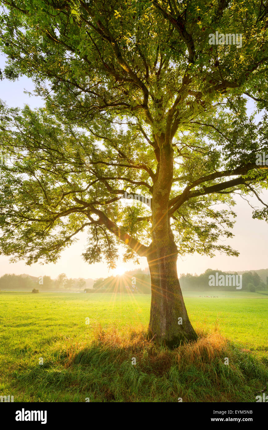 Albero, magia, sun, luce posteriore, calendario immagine, raggi, foglie, prato, singoli, nebbia, luce, umore Foto Stock