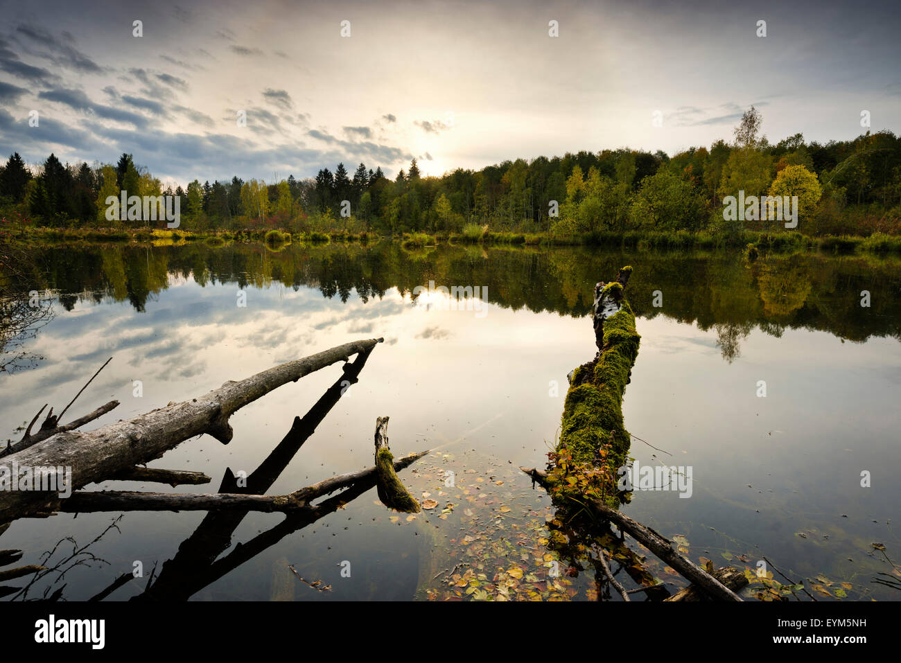 Lech, gioco, acqua, umore, ramo, legno, autunno, torna la luce, il sole, Foto Stock