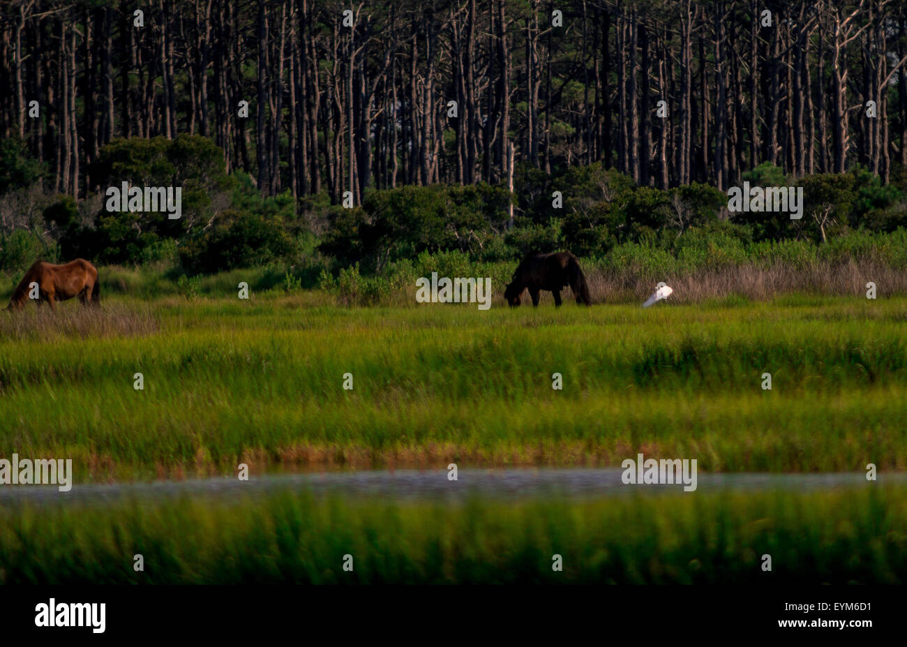 Cavalli selvatici al pascolo in una palude salata su Assateague Island National Seashore Foto Stock