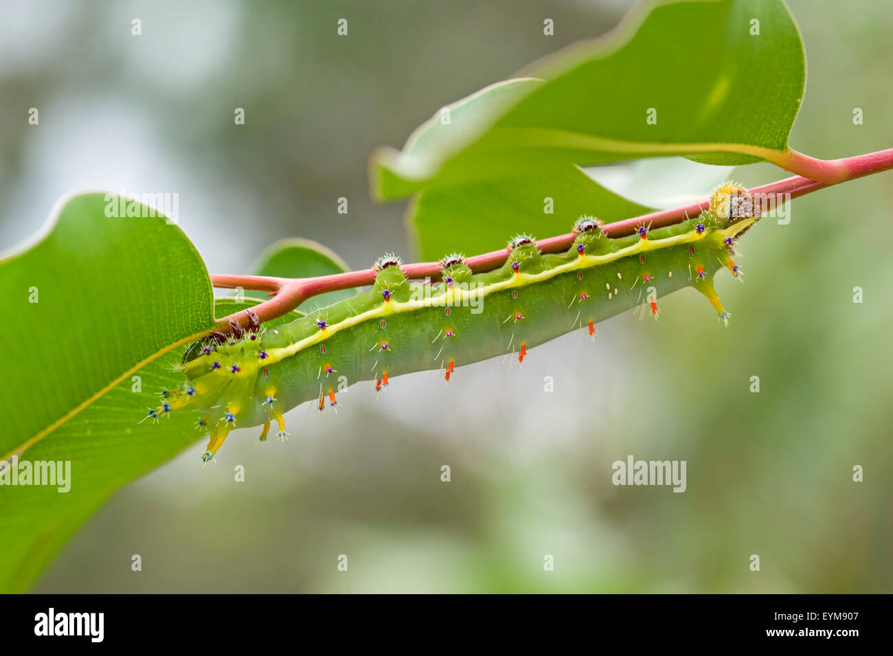 L'imperatore gum moth caterpillar (Opodiphthera eucalypti) con volare parassita uova sul suo corpo Foto Stock