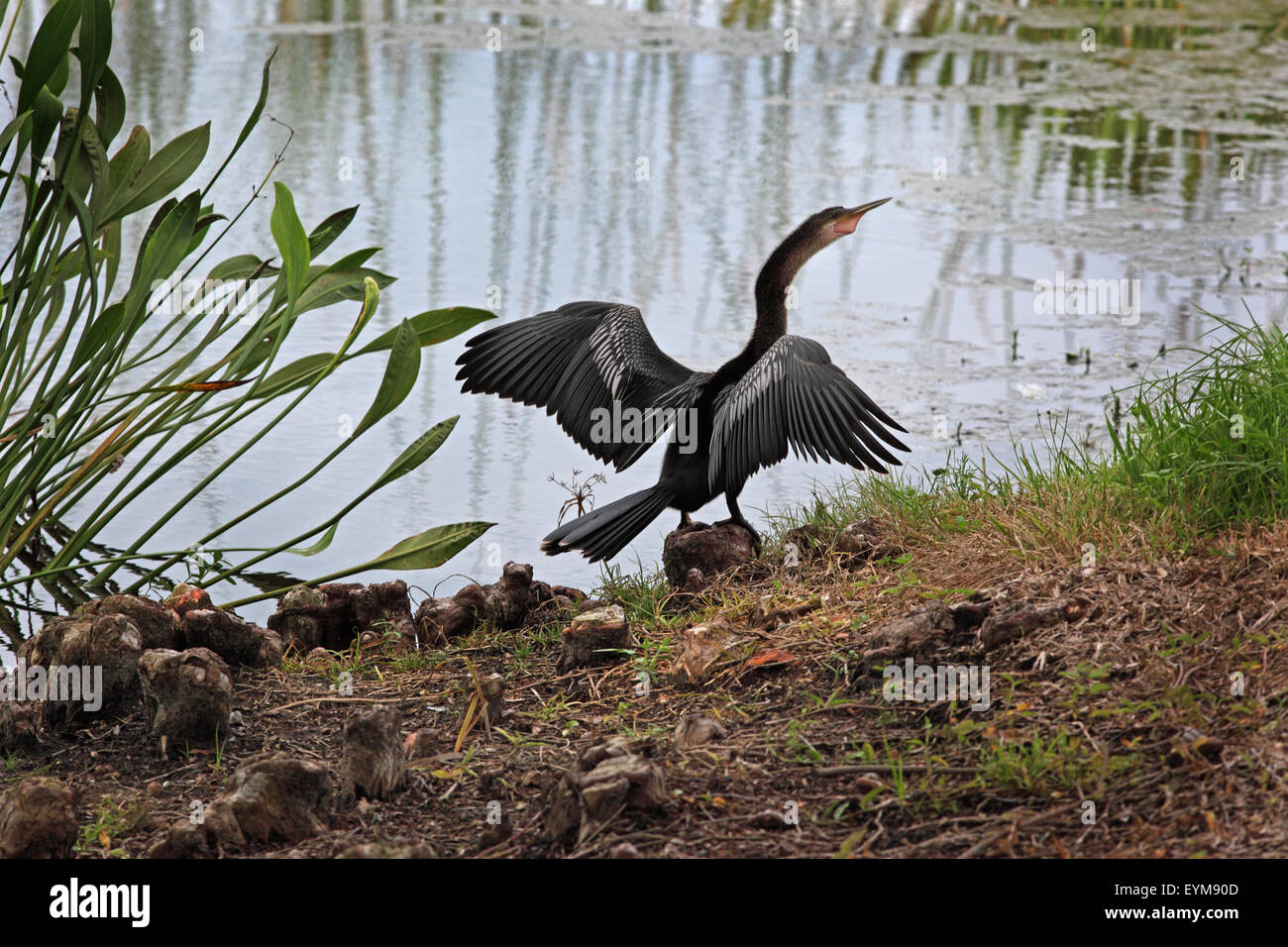 Anhinga asciugando le sue ali dopo una nuotata in un lago Foto Stock