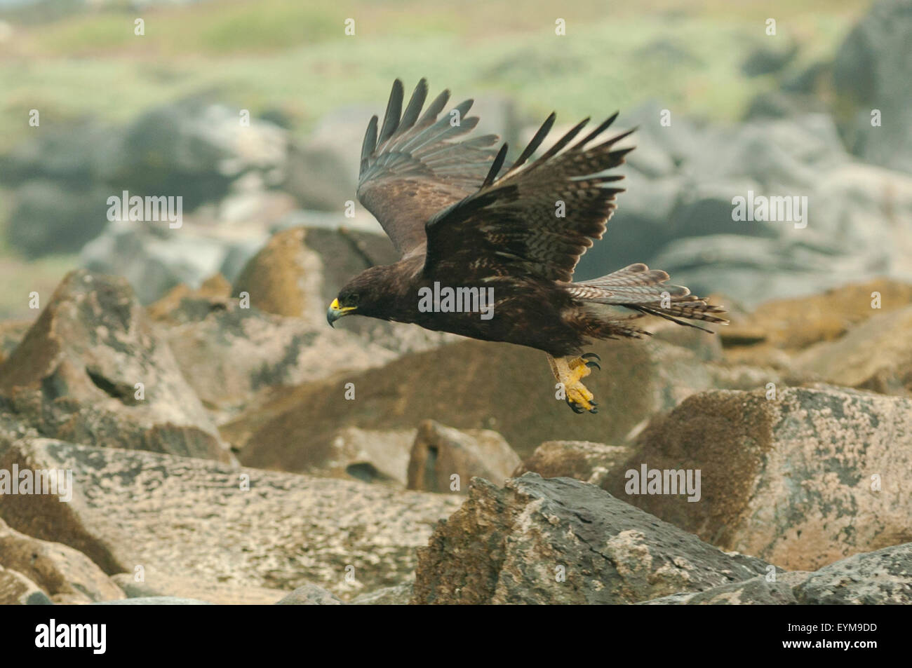 Buteo galapagoensis, Galapagos Hawk in volo, all'Isola Espanola, Isole Galapagos, Ecuador Foto Stock