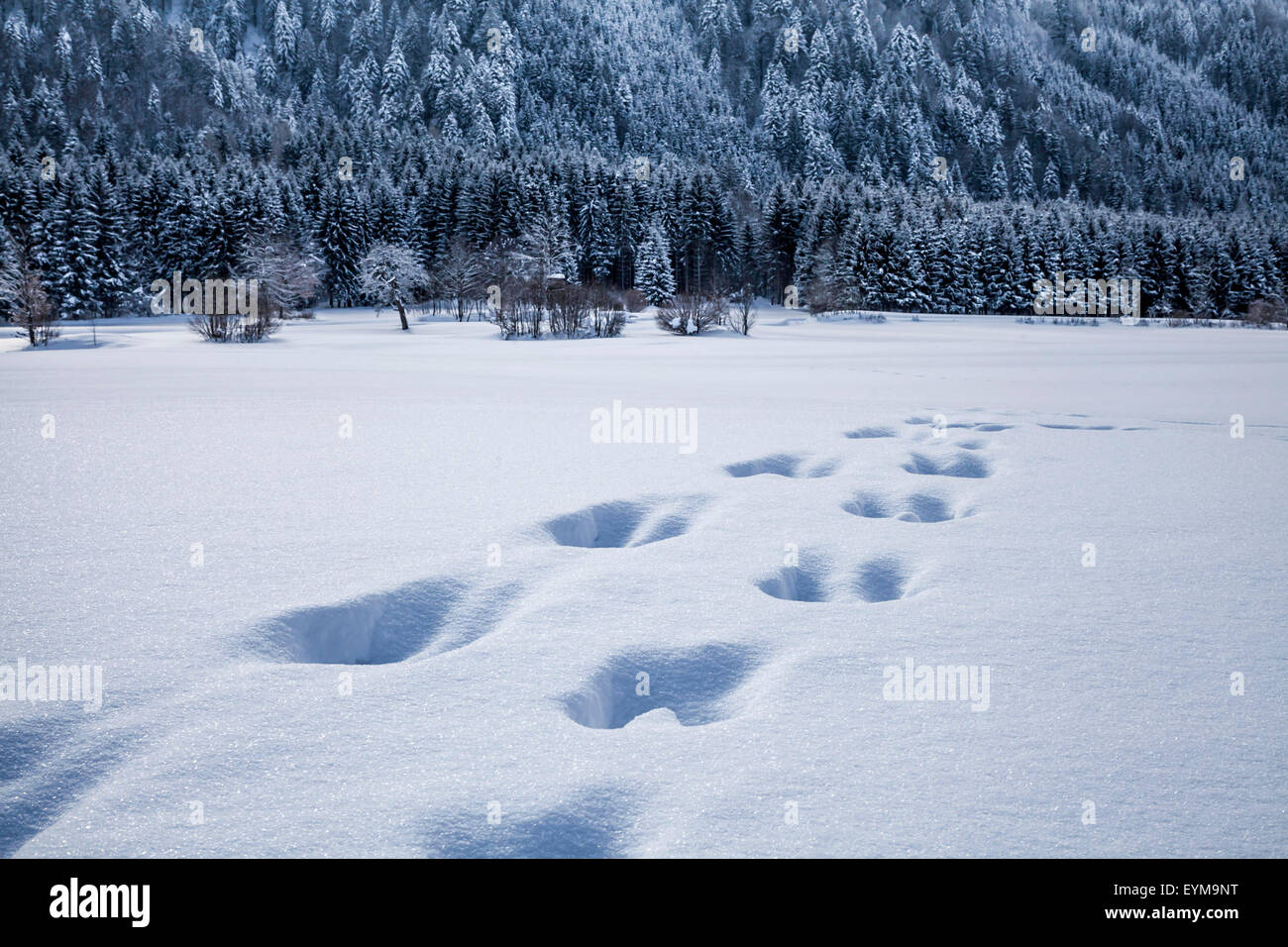 Winterlandschaft in Kärnten, im Vordergrund Spuren im Tiefschnee Foto Stock