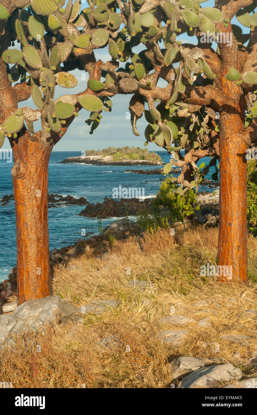 Alberi di cactus, Sante Fe isola, isole Galapagos, Ecuador Foto Stock