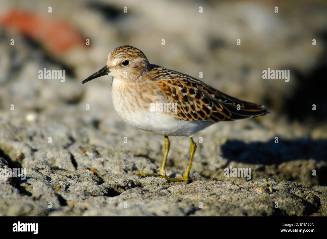 Sandpiper al Lago Abert, quartiere Lakeview Bureau of Land Management, Oregon Foto Stock