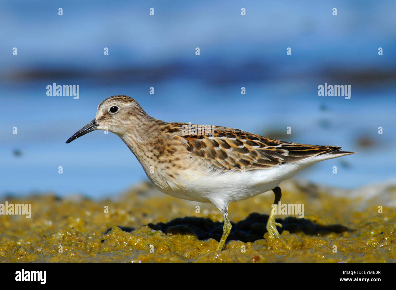 Sandpiper al Lago Abert, quartiere Lakeview Bureau of Land Management, Oregon Foto Stock