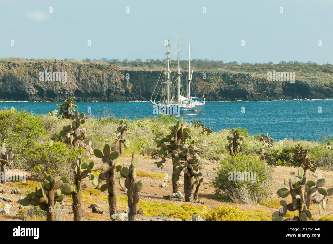 Alberi di Cactus su South Plaza Island, Isole Galapagos, Ecuador Foto Stock