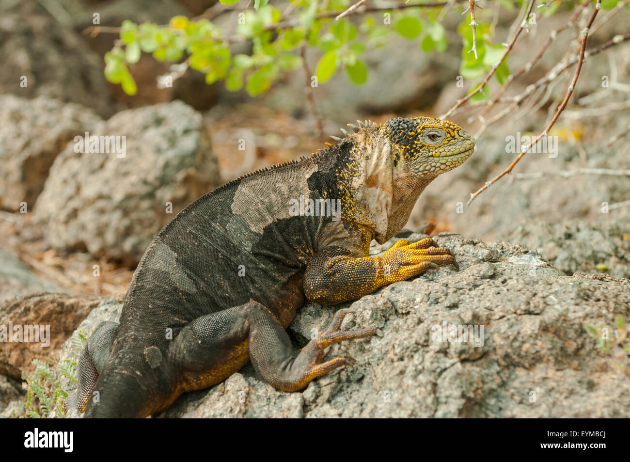 Conolophus subcristatus, Land Iguana, South Plaza Island, Isole Galapagos, Ecuador Foto Stock
