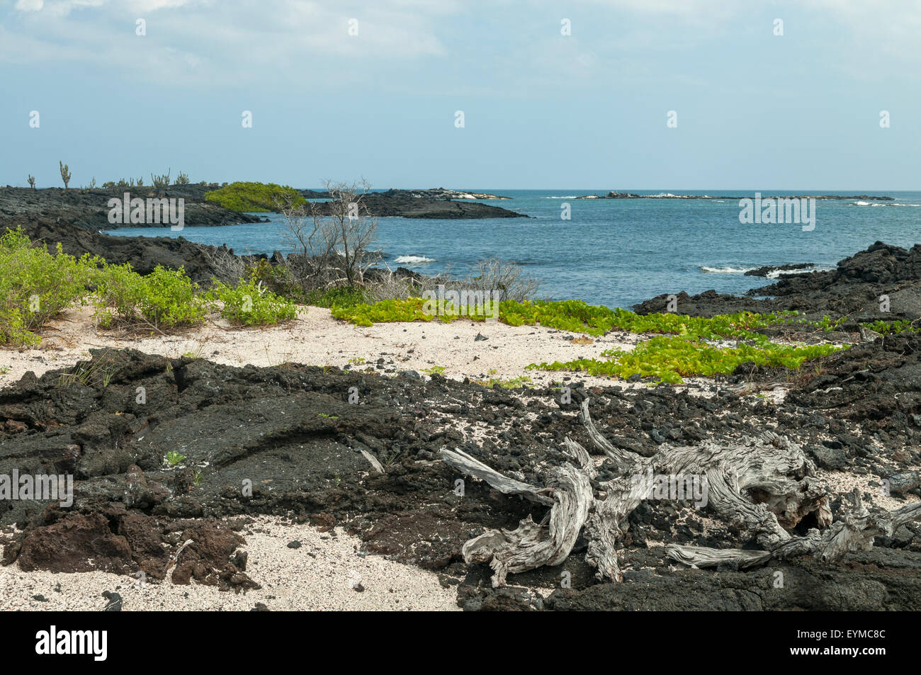 Moreno punto, Isabela Island, Isole Galapagos, Ecuador Foto Stock