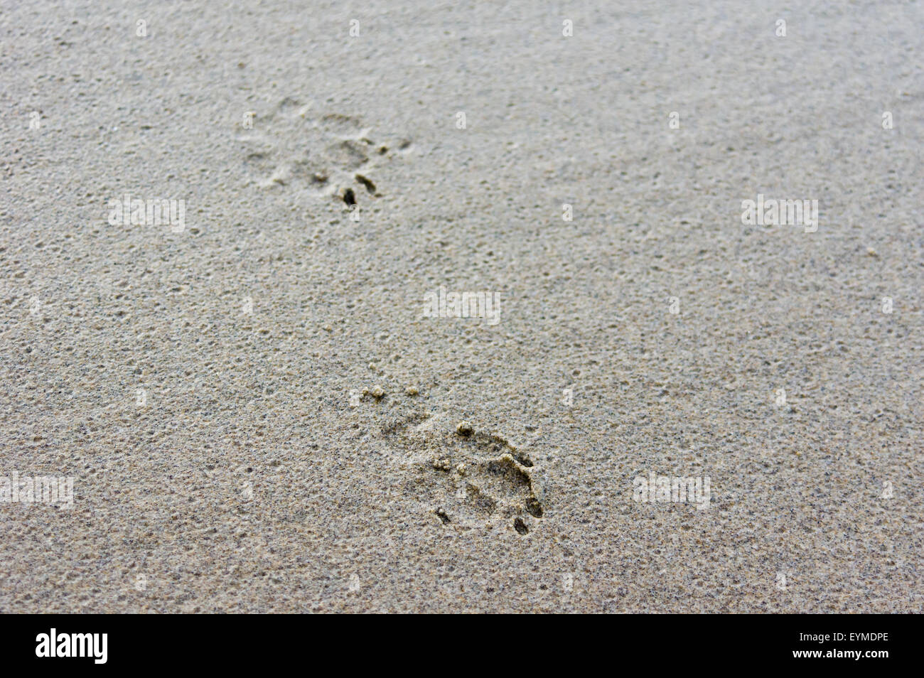 Cane orme nella sabbia bagnata in spiaggia Foto Stock