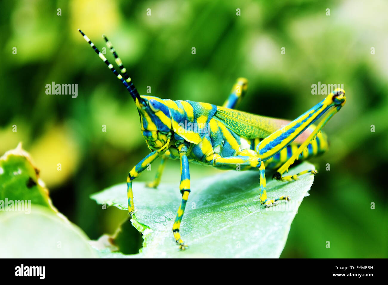 Ak Grasshopper, dipinta Grasshopper, Poekilocerus pictus, tossici milkweed grasshopper Foto Stock