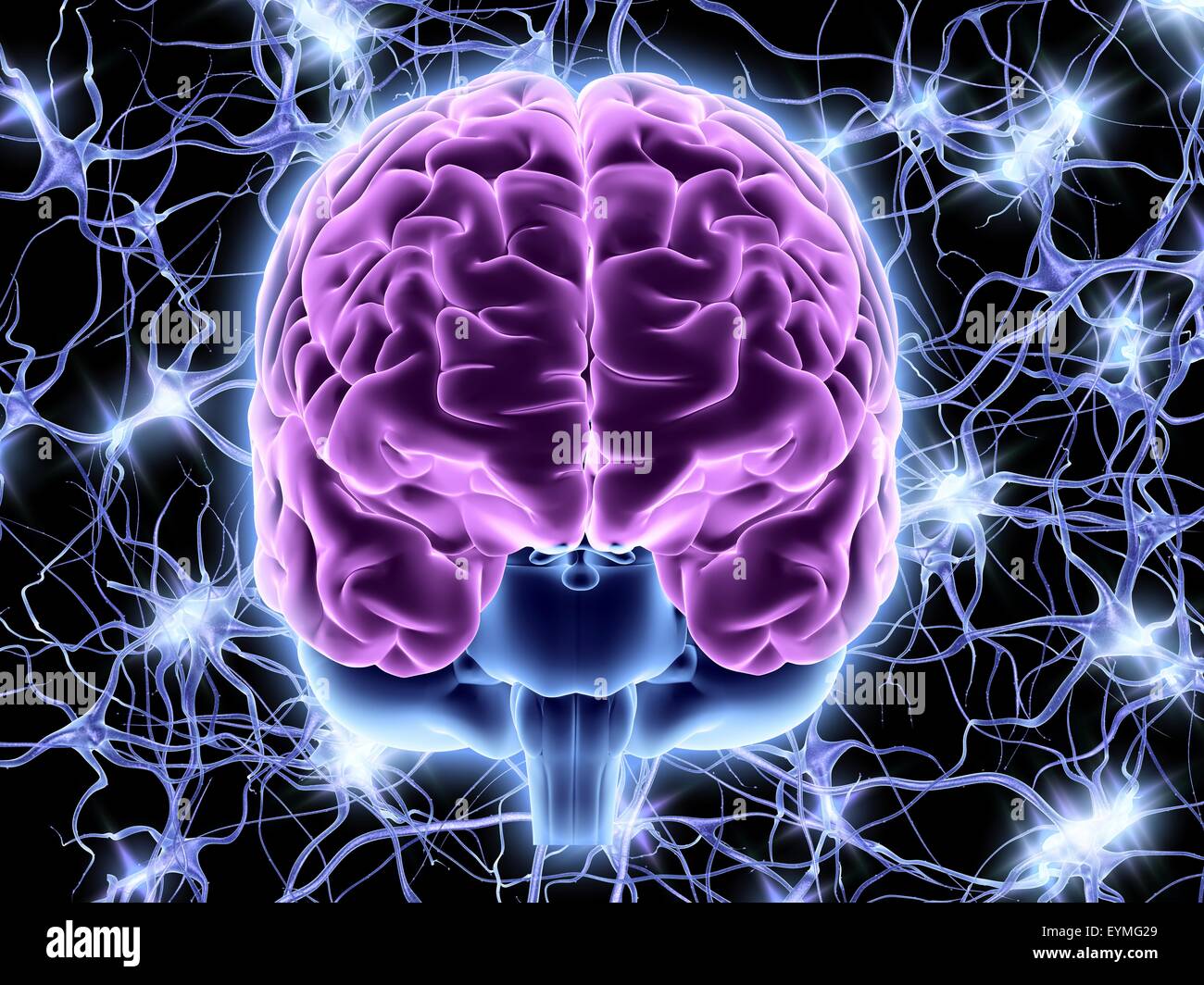 Computer illustrazione di una vista frontale di un cervello umano. Sullo sfondo di una rete neurale di cellule nervose di sparo. Foto Stock
