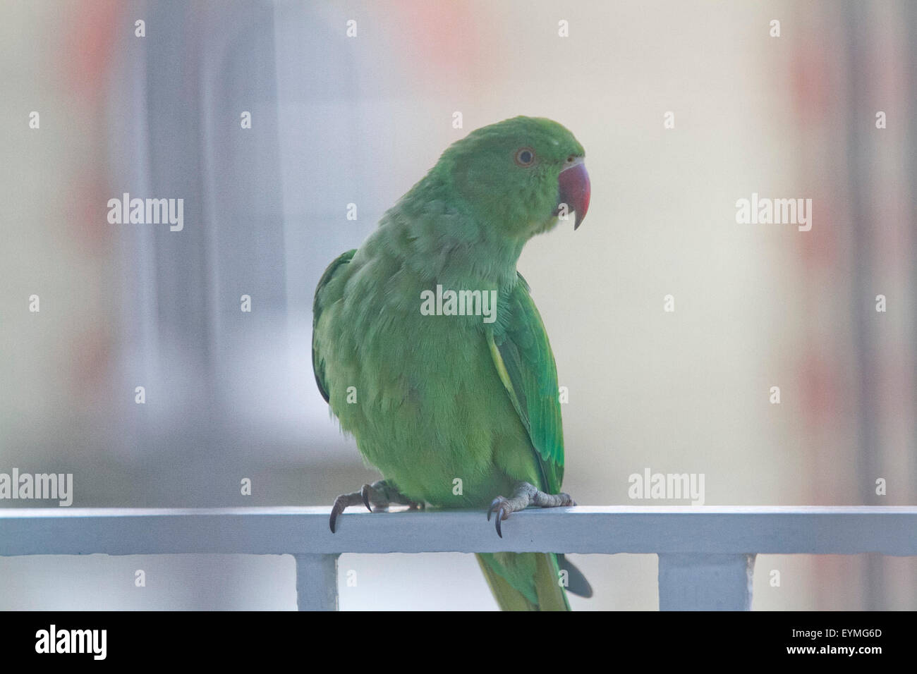 Wimbledon Londra,UK. Il 1 agosto 2015. Un anello verde a collo di parrocchetto uccello appollaiato sul balcone ringhiere. Un nuovo studio ha trovato il parrocchetto la popolazione si sta diffondendo in tutto il sud-est dell' Inghilterra e oltre e sta avendo un impatto significativo sul foraggio abitudini degli uccelli nativi di spingere fuori il Regno Unito altri animali selvatici e che minacciano i loro numeri Credito: amer ghazzal/Alamy Live News Foto Stock