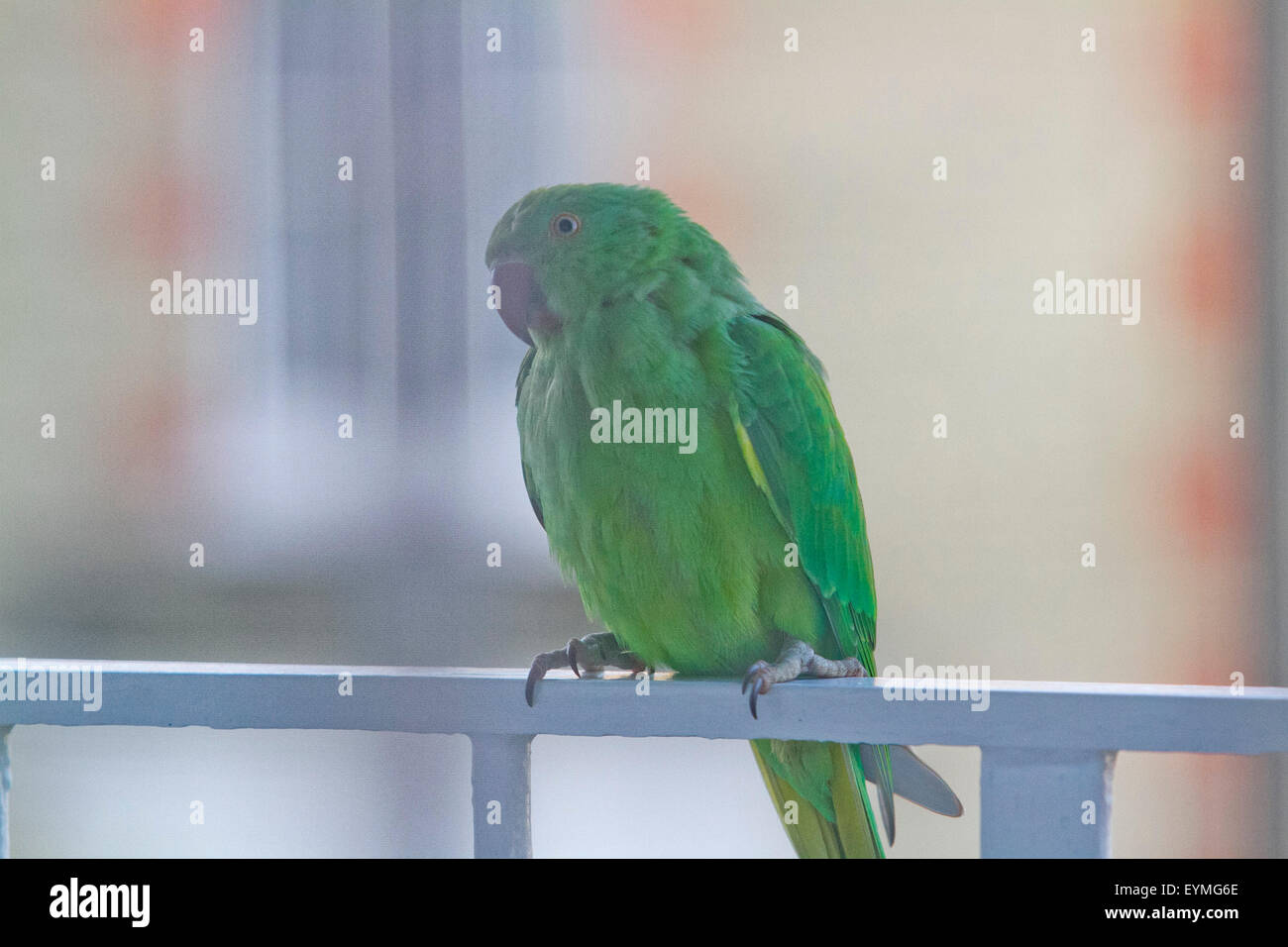 Wimbledon Londra,UK. Il 1 agosto 2015. Un anello verde a collo di parrocchetto uccello appollaiato sul balcone ringhiere. Un nuovo studio ha trovato il parrocchetto la popolazione si sta diffondendo in tutto il sud-est dell' Inghilterra e oltre e sta avendo un impatto significativo sul foraggio abitudini degli uccelli nativi di spingere fuori il Regno Unito altri animali selvatici e che minacciano i loro numeri Credito: amer ghazzal/Alamy Live News Foto Stock
