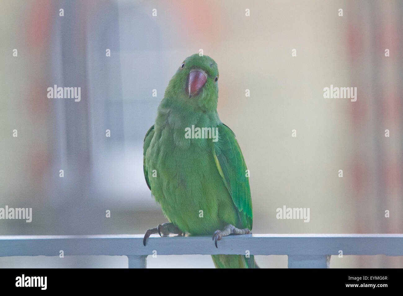 Wimbledon Londra,UK. Il 1 agosto 2015. Un anello verde a collo di parrocchetto uccello appollaiato sul balcone ringhiere. Un nuovo studio ha trovato il parrocchetto la popolazione si sta diffondendo in tutto il sud-est dell' Inghilterra e oltre e sta avendo un impatto significativo sul foraggio abitudini degli uccelli nativi di spingere fuori il Regno Unito altri animali selvatici e che minacciano i loro numeri Credito: amer ghazzal/Alamy Live News Foto Stock