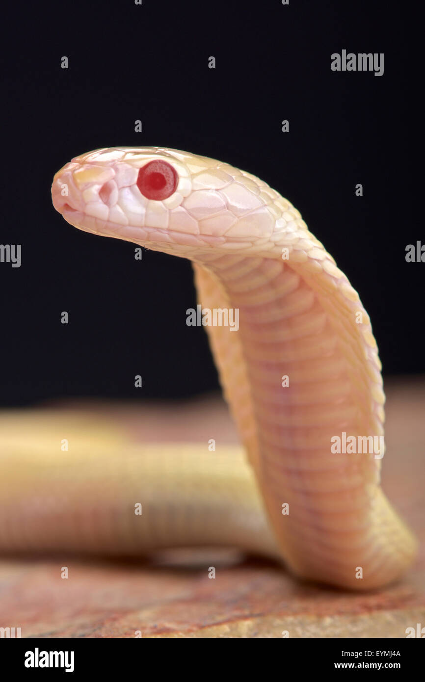 Albino cobra (Naja kaouthia) Foto Stock