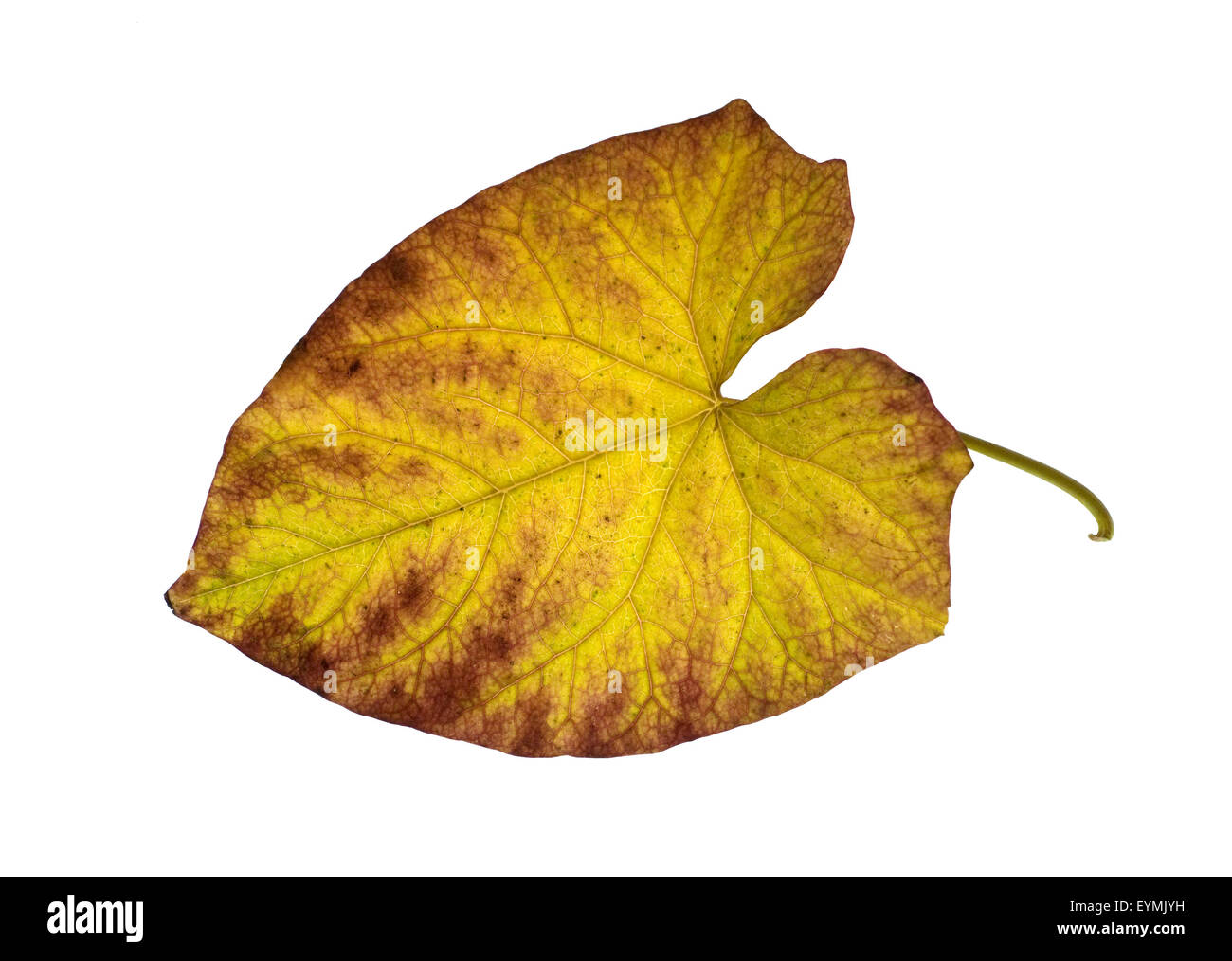 Zaunwinde, Convolvulus, Herbstfaerbung, Foto Stock