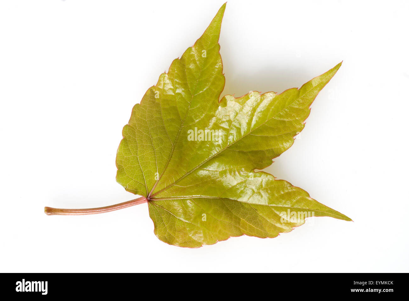 Wilder Wein, Parthenocissus quinquefolia, Foto Stock