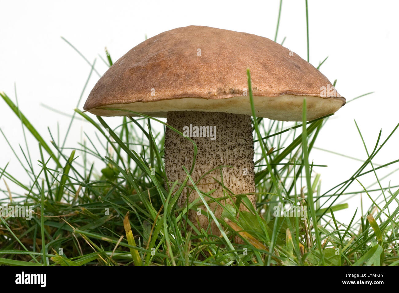 Birkenrotkappe, Leccinum, essbar, Foto Stock