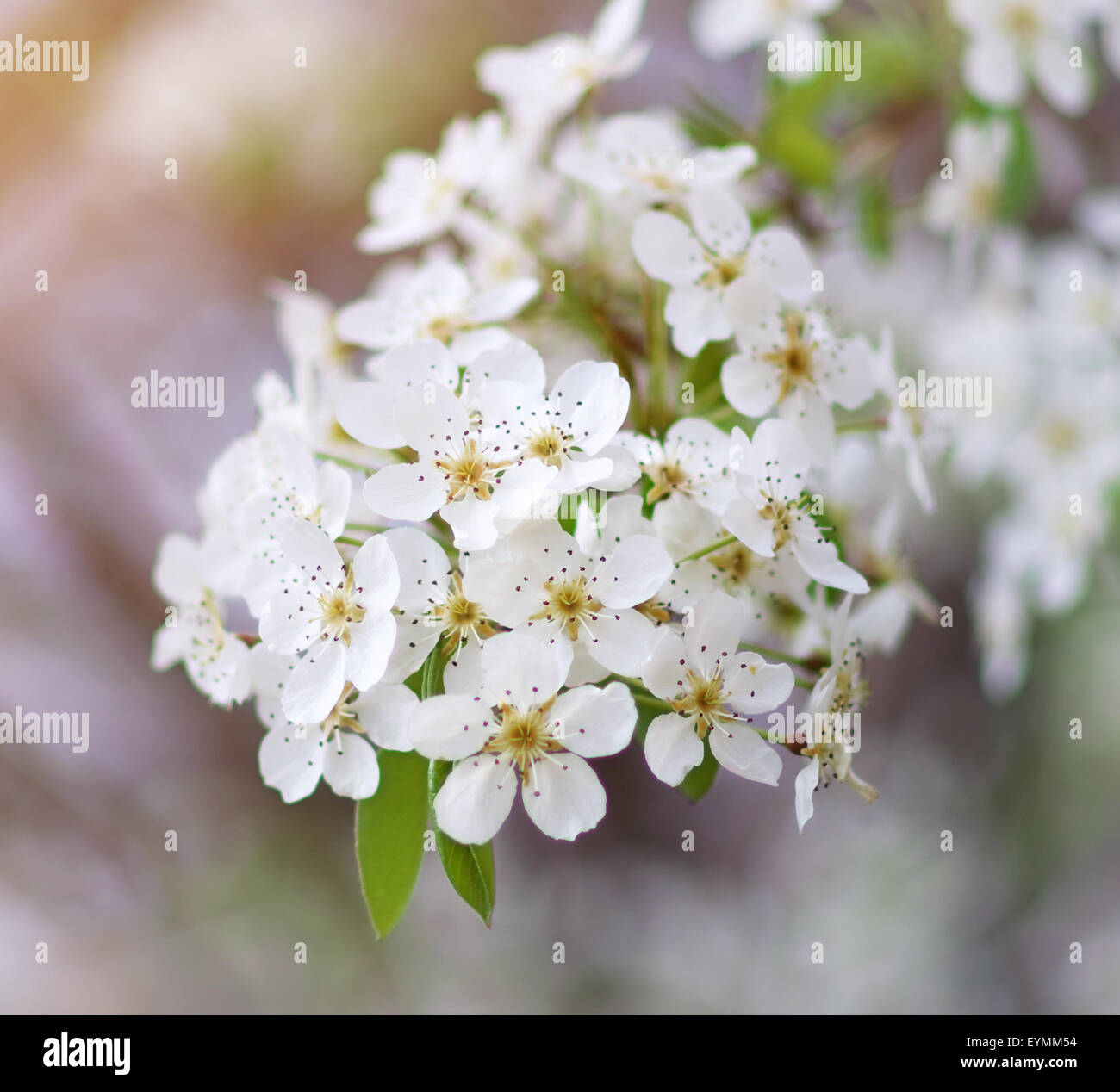 Molla albero in fiore. La natura della composizione. Foto Stock