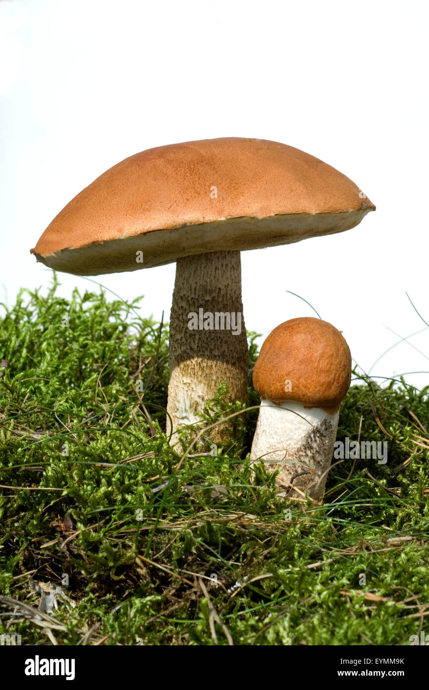 Birkenrotkappe, Leccinum, essbar, Foto Stock