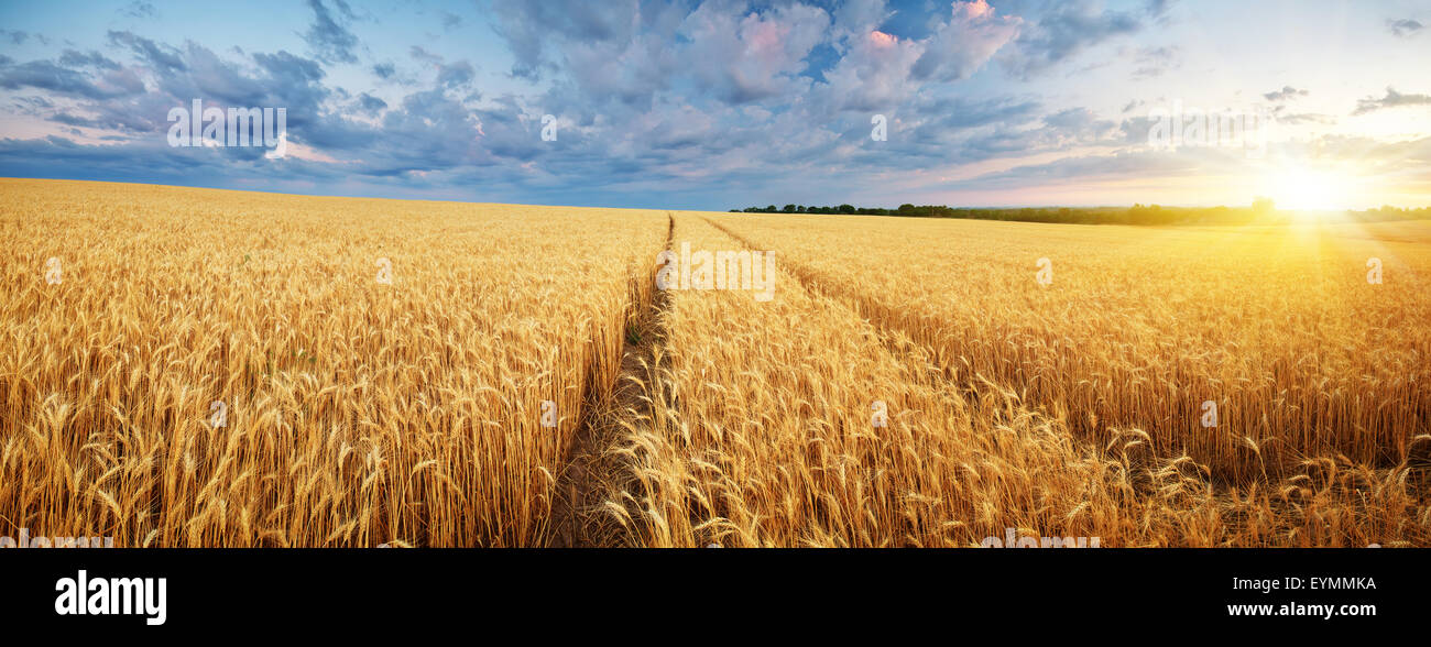 Prato di grano. La natura della composizione. Foto Stock