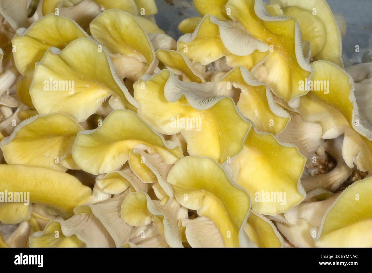 Limonenseitling, Pleurotus citrinopileatus Foto Stock