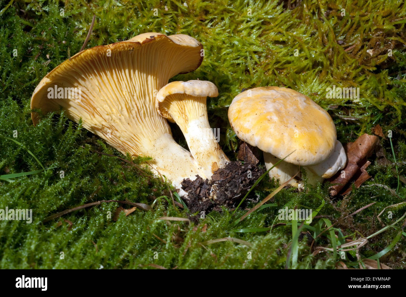 Pfifferlinge; Pfifferling Eierschwamm;;; Cantharellus cibarius; e Foto Stock