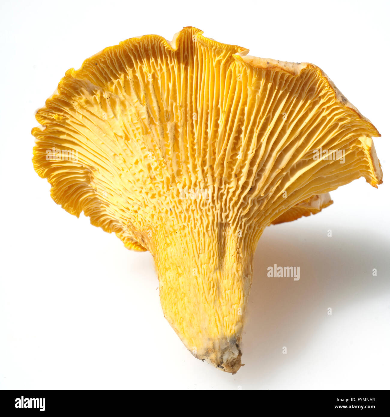 Pfifferlinge; Pfifferling Eierschwamm;;; Cantharellus cibarius; e Foto Stock