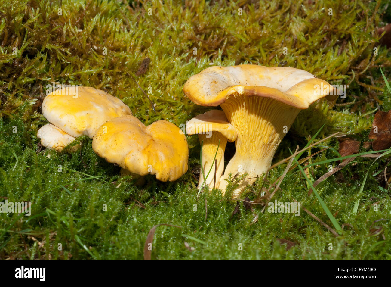 Pfifferlinge; Pfifferling Eierschwamm;;; Cantharellus cibarius; e Foto Stock