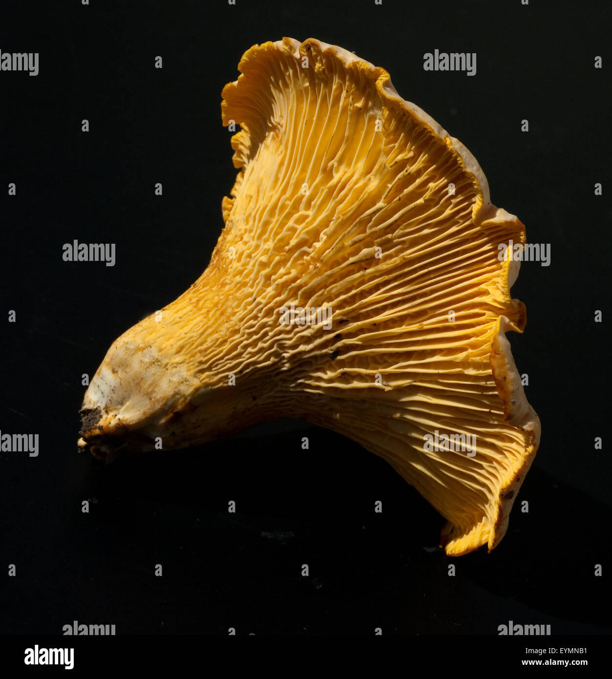 Pfifferlinge; Pfifferling Eierschwamm;;; Cantharellus cibarius; e Foto Stock