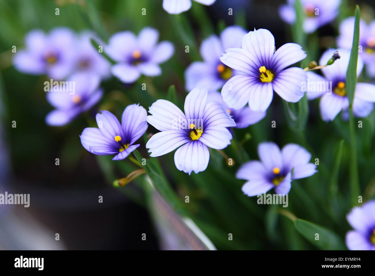 Sisyrinchium bellum o noto anche come erba Blue-Eyed Foto Stock