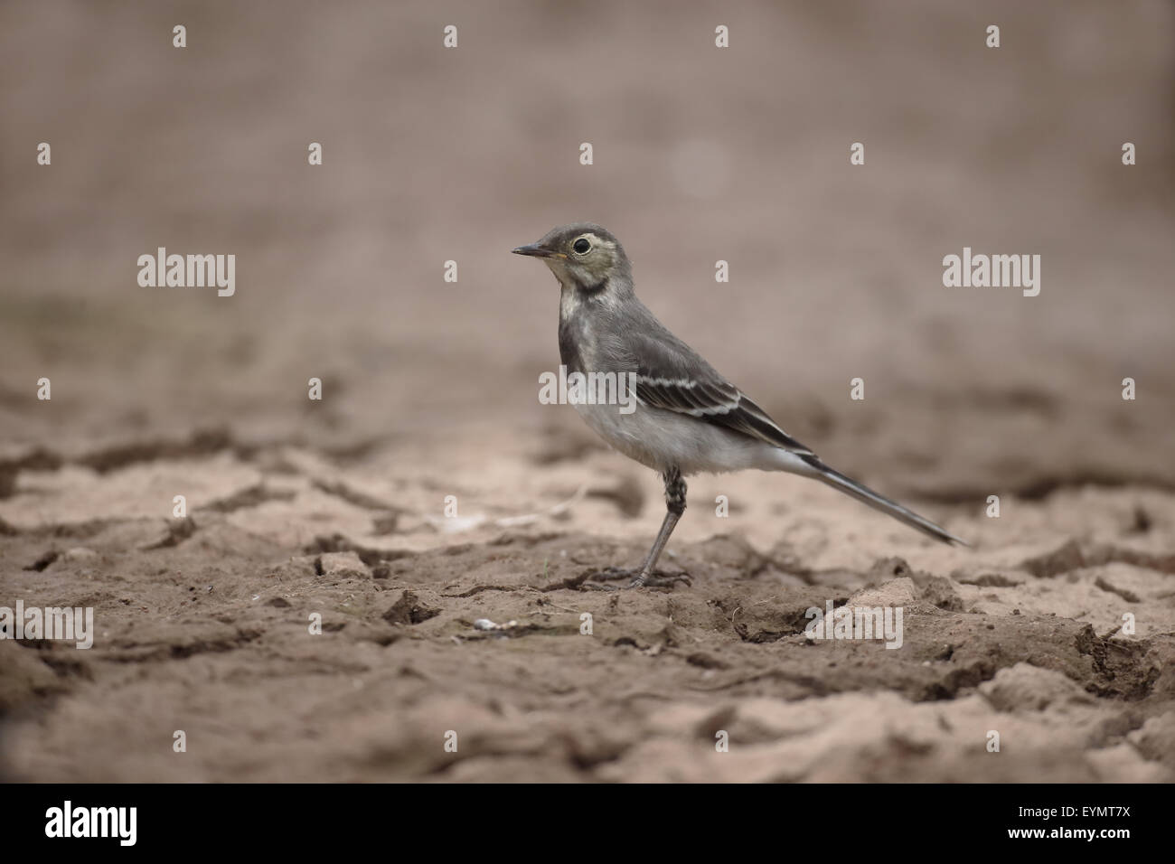 Pied wagtail, Motacilla alba, singolo uccello giovane sul fango, Warwickshire, Luglio 2015 Foto Stock