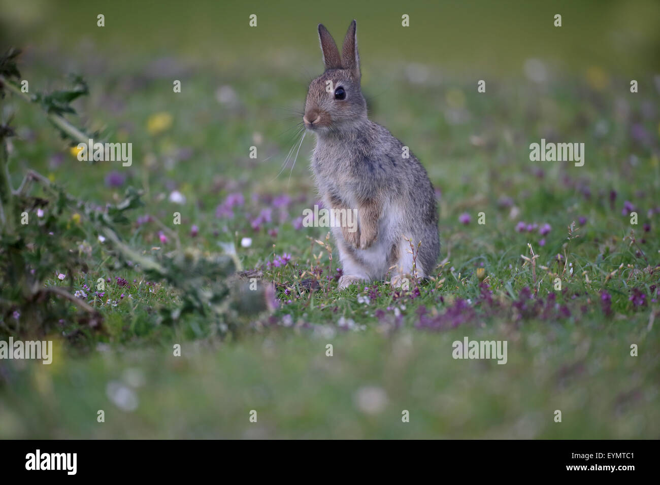 Coniglio, oryctolagus cuniculus, unico mammifero su erba, Mull, Scozia, Luglio 2015 Foto Stock