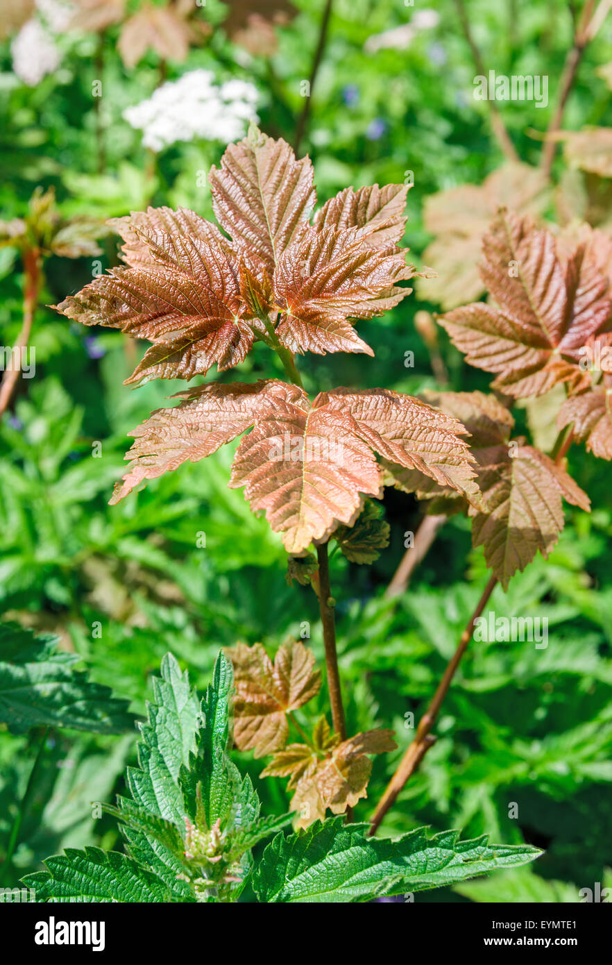 Aceri rossi sullo sfondo delle piante Foto Stock