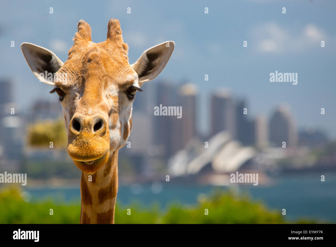 Le giraffe al Taronga Zoo si affacciano sul porto di Sydney e lo skyline in una limpida giornata estiva a Sydney in Australia Foto Stock